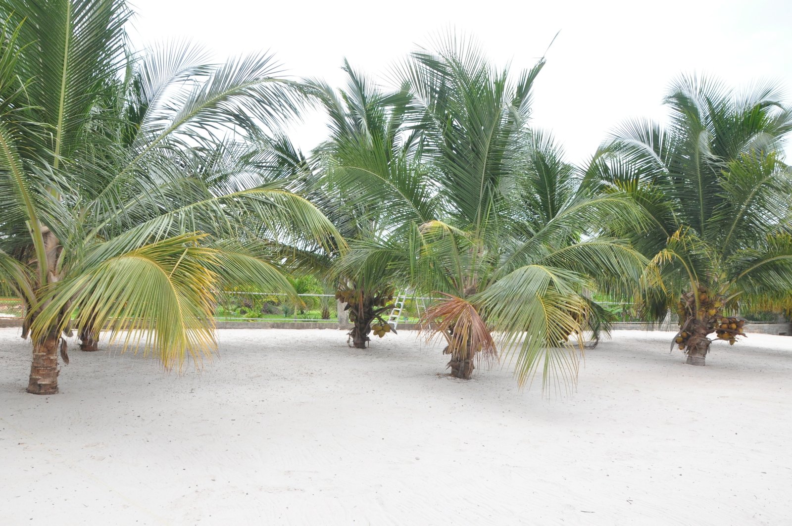 Recoins et nature — DBA WAOUH