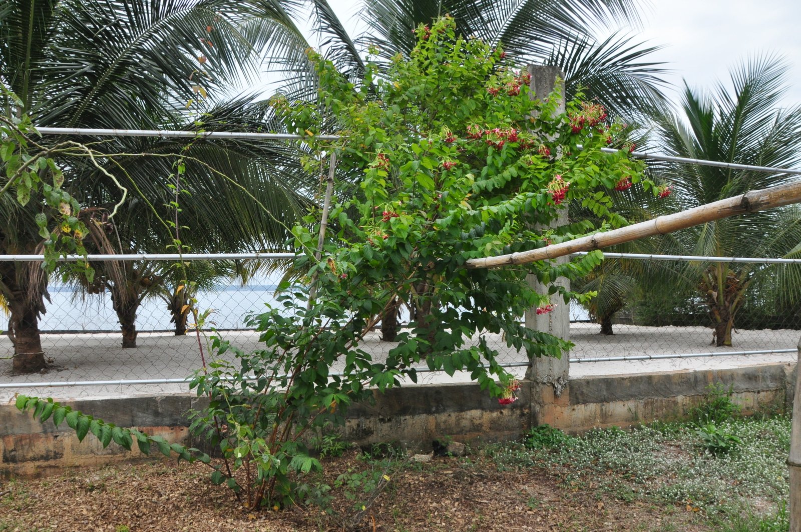 Le jardin des saveurs