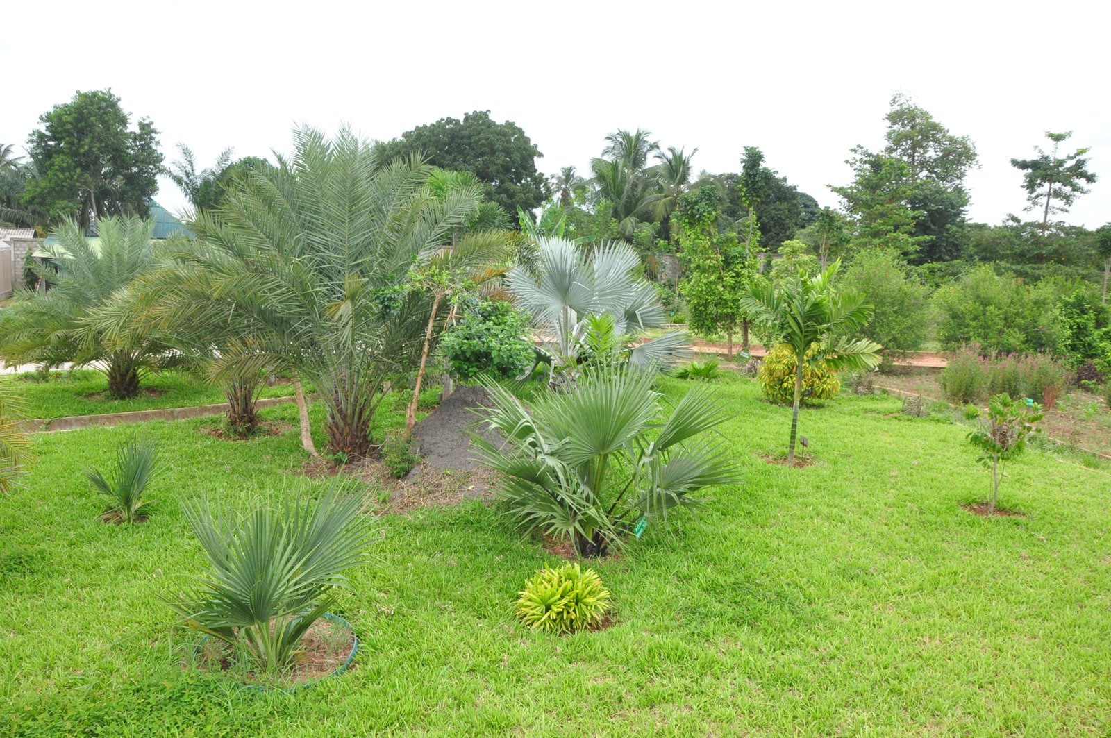 Les plantes et leurs histoires