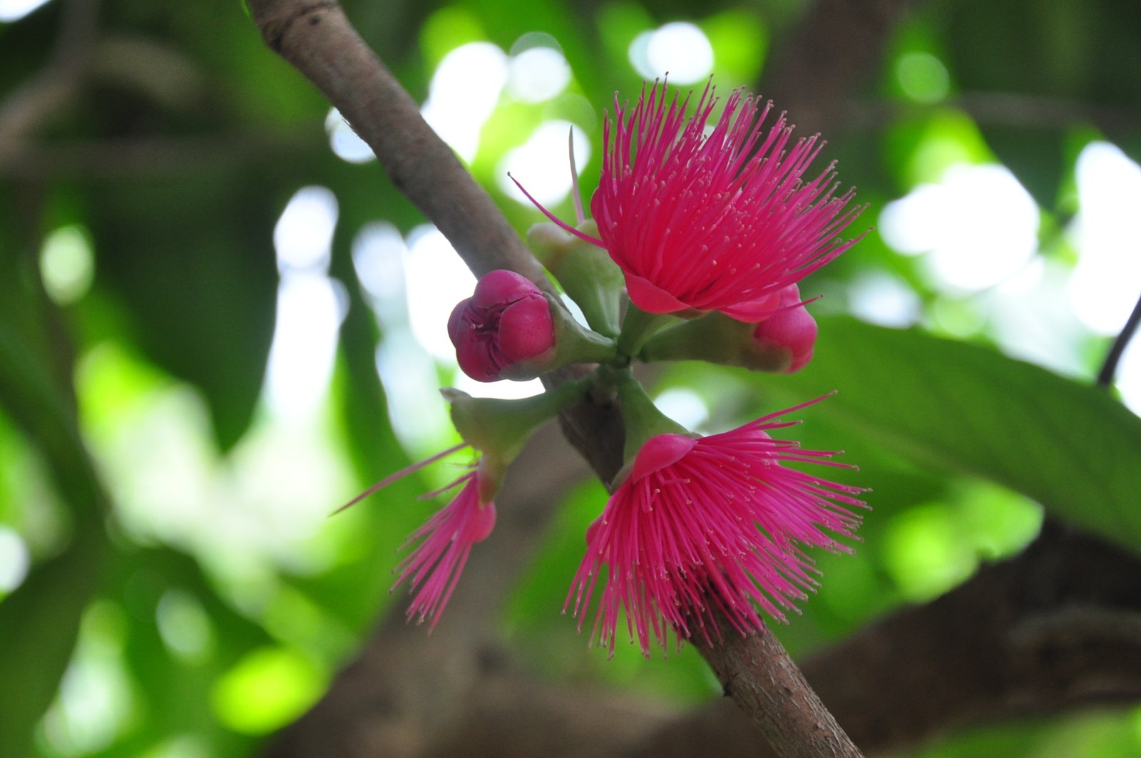Fruits tropicaux