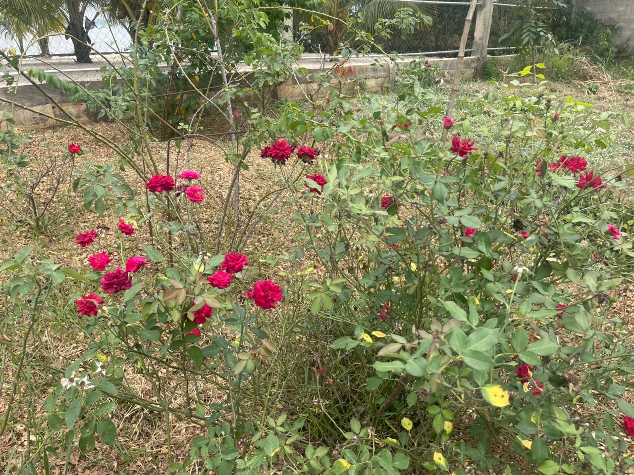Afzelia